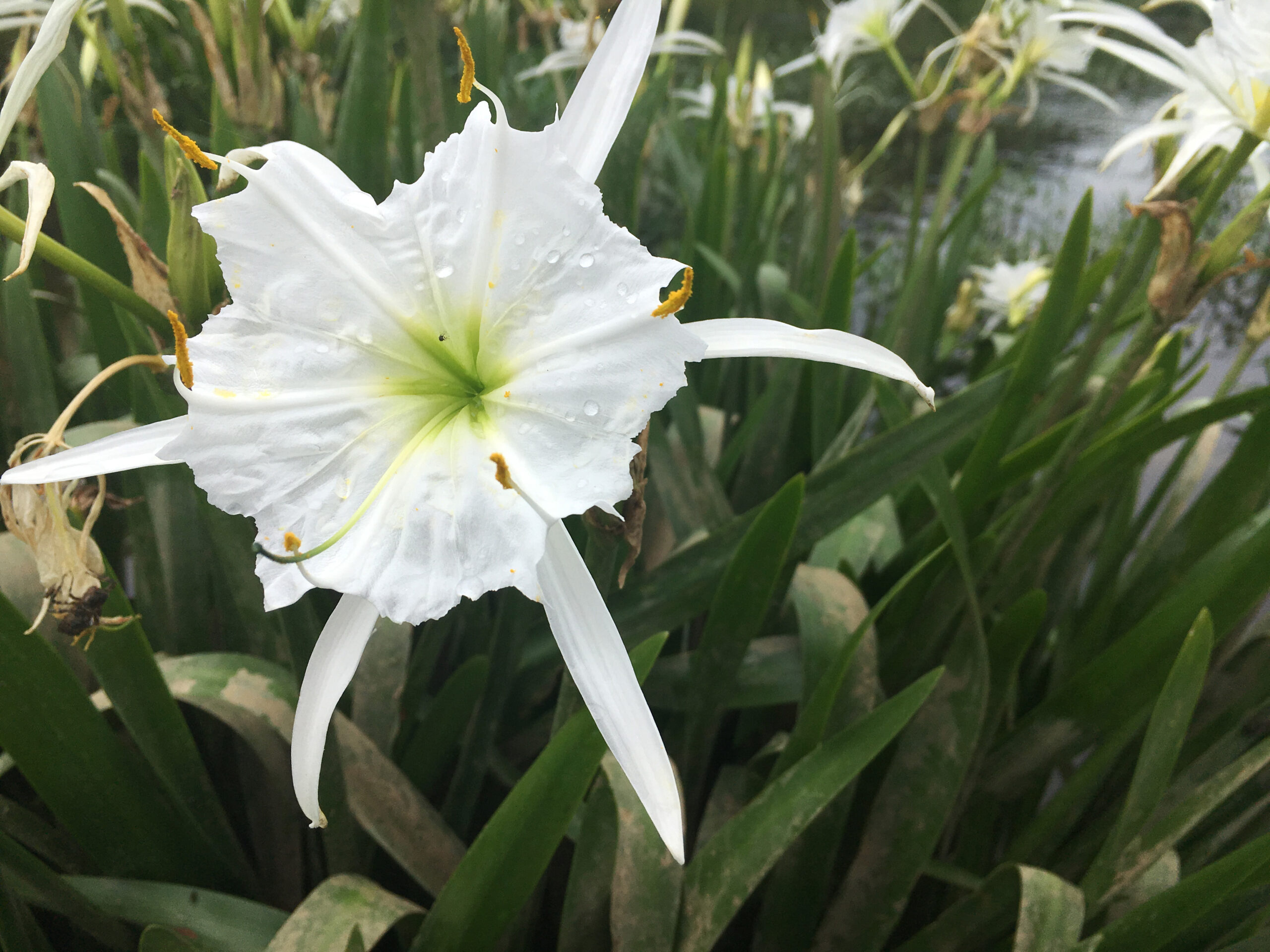 cahaba lillies on the cahaba river 49950025307
