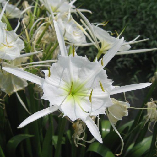 cahaba lily